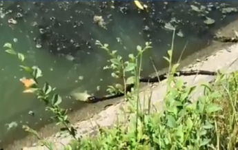 В Харькове сняли поймавшую рыбу крупную змею (видео)