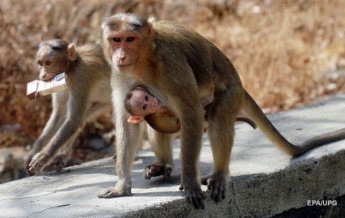 В Индии обезьяна взяла в заложники ребенка (видео)