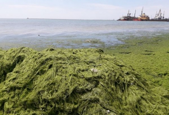 С бердянских пляжей вывезли 1200 тонн водорослей