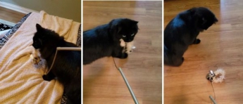 Реакція цього кота, який дізнався, що його здобич — це іграшка (видео)