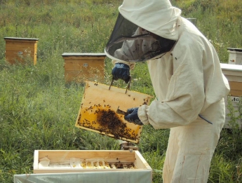 В Мелитополе будут готовить пчеловодов с высшим образованием