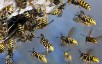 Запорожцев предупредили об агрессивности ос и пчёл