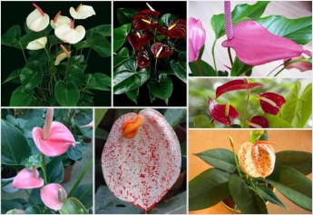 10 комнатных растений, которые принесут любовь в дом (фото)