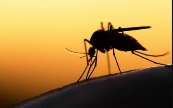 Кровопийцы-гурманы: как комары выбирают самых 