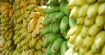 Какие бананы самые полезные: определяем по цвету