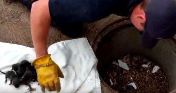Коли пожежний діставав з каналізації цуценят лабрадора, він не представляв, ким вони виявляться насправді! (видео)