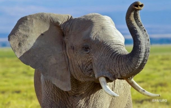 На Шри-Ланке слон напал на автомобиль с туристами (видео)