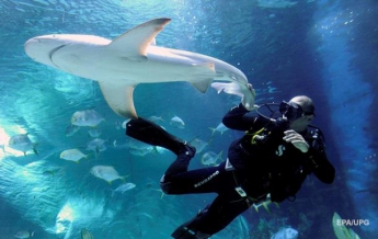 Дайвер залез в пасть к акуле и спас ей жизнь (видео)