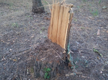 В мелитопольском лесопарке началась «подготовка» к зиме – неизвестные вырубили деревья