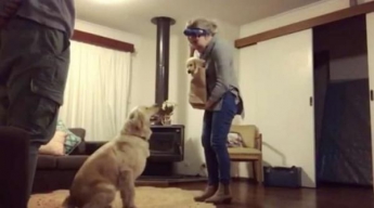 Реакція дорослого собаки на нового цуценя зворушить будь-яке серце! (видео)