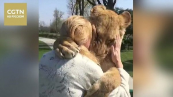 Жінка виростила двох левенят, але потім їх довелося віддати в зоопарк (видео)