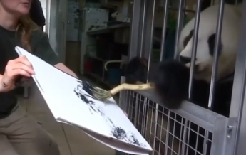 В зоопарке Вены панда рисует картины (видео)