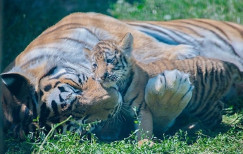 В харьковском экопарке родились амурские тигрята (фото)
