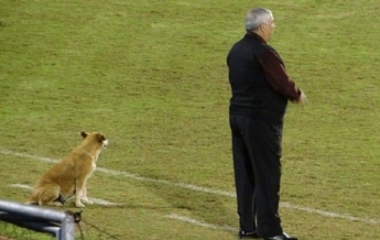 В Парагвае пес тренирует футбольную команду (фото)