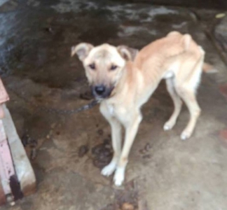 В Мелитополе живодеры посадили на цепь собаку и морят ее голодом (фото)