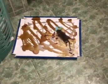 Жители многоэтажки ловят крыс прямо в своих квартирах (видео)