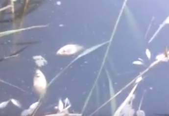 В Молочной реке массовый замор рыбы (видео)