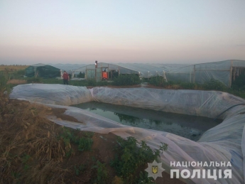 Под Мелитополем выращивали плантации наркотиков для отправки в Крым - масштабы впечатляют (фото)