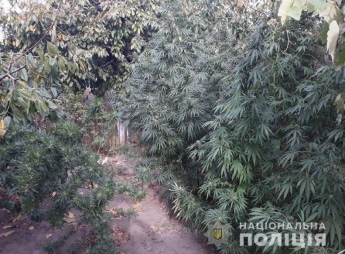 Полиция в Мелитополе нашла "веселящие" заросли (фото)