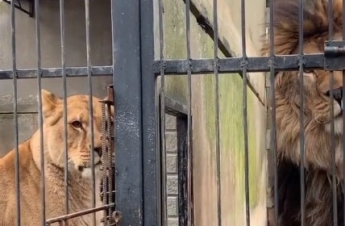 Курьезы. В мелитопольском зоопарке львица не пустила "мужа" домой (видео)