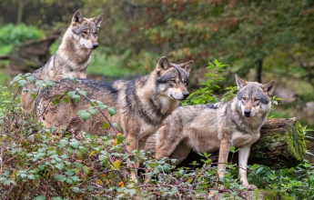 Волки вышли на охоту на Киевщине: "даже при свете дня", подробности