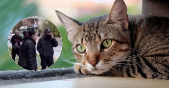В Харькове женщина убила кошку и пошла с ней гулять. Видео