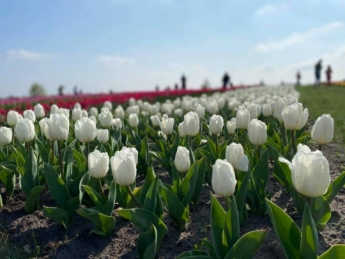 Полиция перекрыла доступ в "Добропарк" под Киевом, где расцвел миллион тюльпанов (фото, видео)