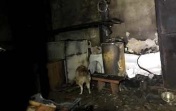 В Одессе во время пожара спасли сотни собак и котов (фото)