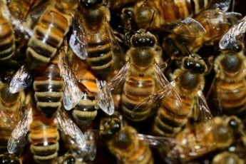 Десятки тысяч пчел "вырвались" на свободу: в Венгрии произошло необычное ДТП, видео