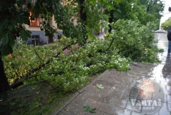Ливень во Львове: ветром вырвало деревья и затопило супермаркет (фото, видео)