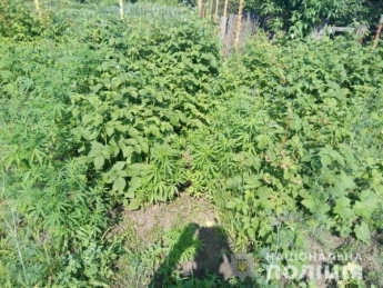 На Днепропетровщине у мужчины изъяли более 100 растений мака и конопли: фото