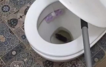 В Киеве крыса попала в квартиру через унитаз (видео)