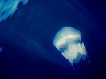 В Азовском море нашествие медуз (видео)