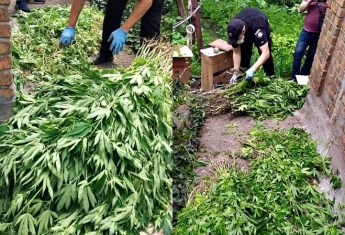 В Днепропетровской области пенсионер выращивал коноплю на огороде