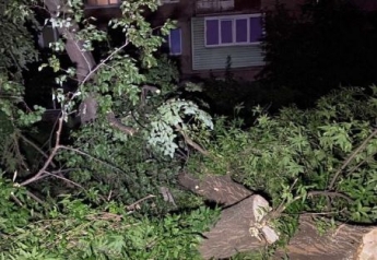 В Киеве рухнуло дерево возле многоэтажки, авто оказались в "ловушке": фото и видео