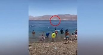 Огромная акула вызвала панику на многолюдном пляже: очевидец снял момент на видео