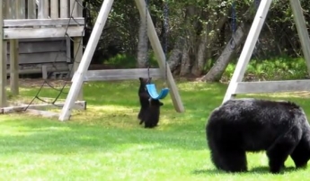 Медведица с детенышами "захватила" детскую площадку - таких игр там не устраивал никто (видео)
