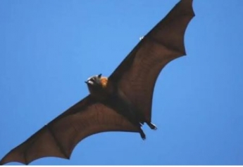 Летучая мышь с 1,5-метровыми крыльями напугала сеть. Фото