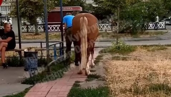 В Киеве пьяный приехал "за добавкой" на коне - окружающие были в шоке (видео)
