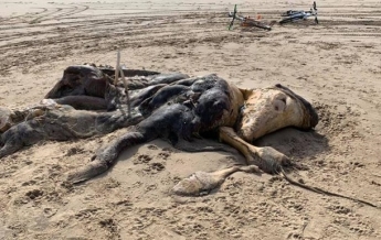 На пляже нашли 4-метровую тушу неизвестного существа (фото)