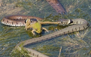 Фотограф снял драку голодных змей за лягушку (фото)
