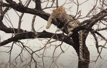В ЮАР леопард сбежал от бабуинов на дерево (видео)