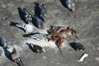 В Запорожье крысы питаются вместе с голубями (фото)