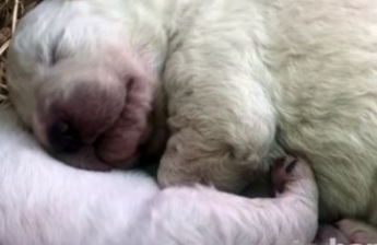 В Италии щенок родился с зеленой шерстью и получил кличку Фисташка: видео необычного семейства