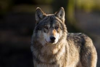 В браконьерские силки под Мелитополем попал волк (видео)