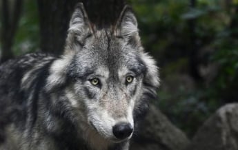 На Прикарпатье курортный поселок атакуют волки (видео)