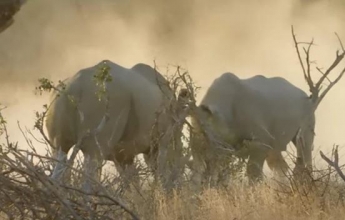 В ЮАР туристы сняли на видео драку носорогов