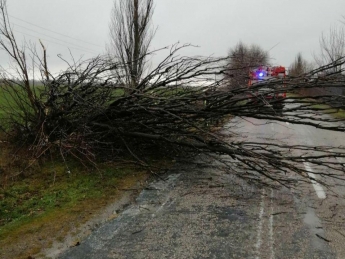 В Запорожской области огромное дерево упало на проезжую часть (фото)