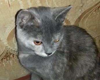 Кошка-аристократка в Мелитополе ищет дом (фото)