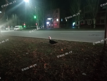 Курьезы. Побег с новогоднего стола - в Мелитополе утка гуляла по центру города (фото, видео)
